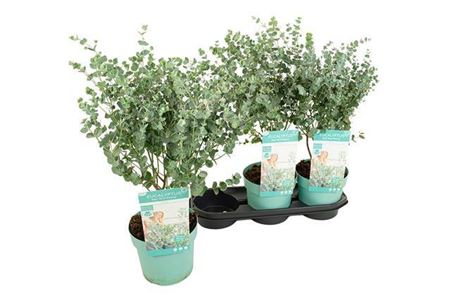 318951-EUCA-019 Eucalyptus gunnii 'Azura' (Kék eukaliptusz) - Image 1