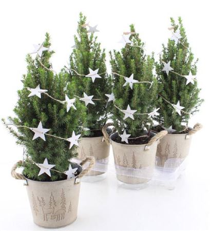 322374-PICEZINK-016 Picea glauca ‘Perfecta’ (Cukorsüvegfenyő – cink kaspós, csillag díszítéssel) - Image 1