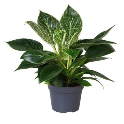 Philodendron ‘White Measure’ (Filodendron)