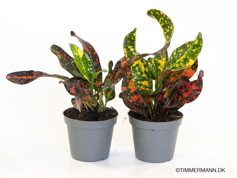 008488-COD -006 Codiaeum variegatum Mix mini (kroton, csodacserje) - Image 1