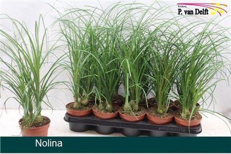 008552-NOLI-012 Nolina recurvata (elefántláb) - Image 1