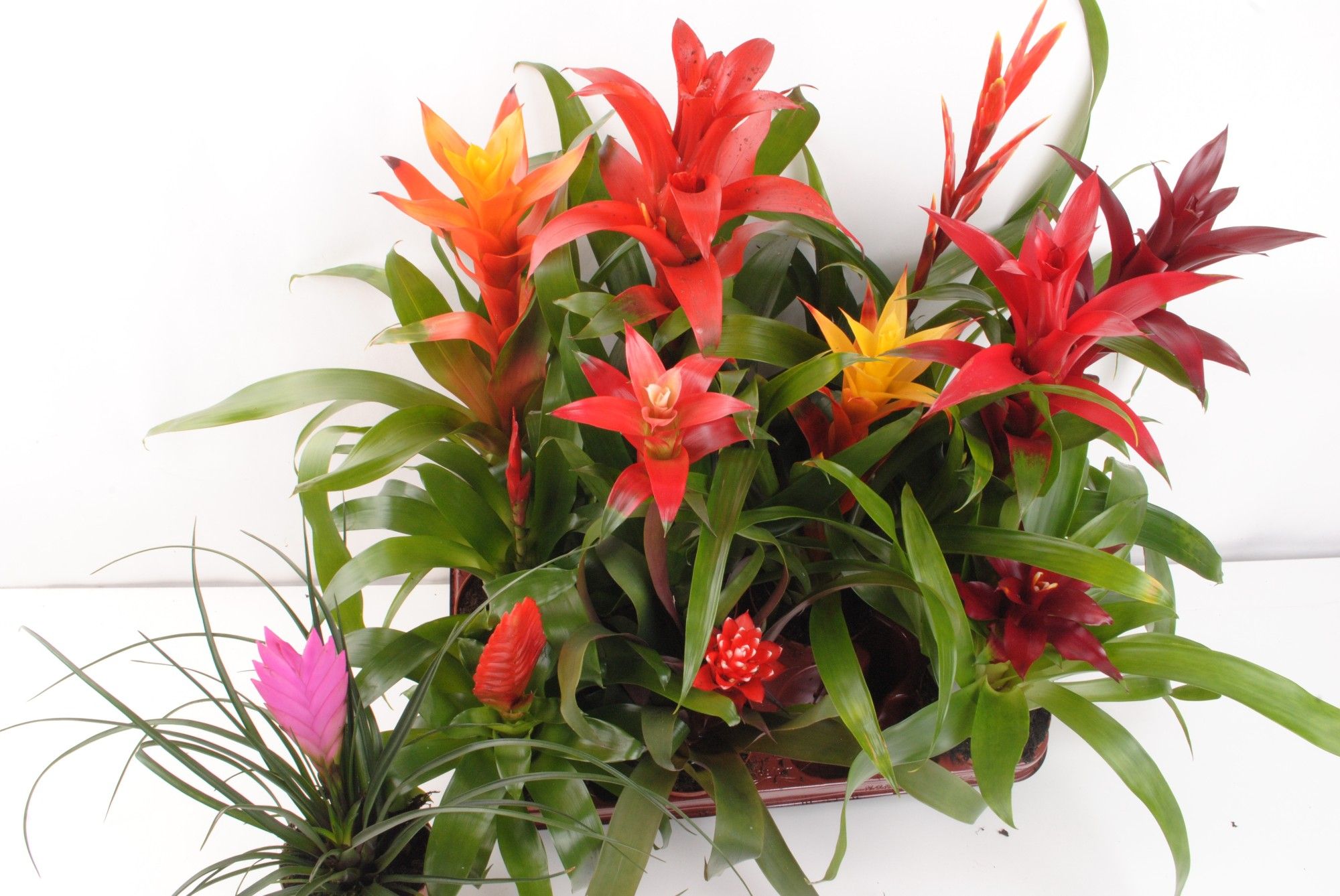 008967-BROM-009 Bromeliaceae ‘Mix’ (bromélia) - Image 1