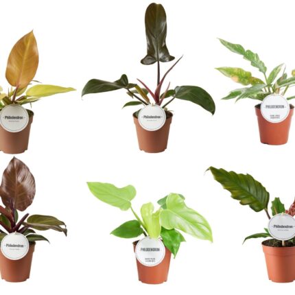 Philodendron 'Mix' (filodendron vlogats)  Cserepes-M