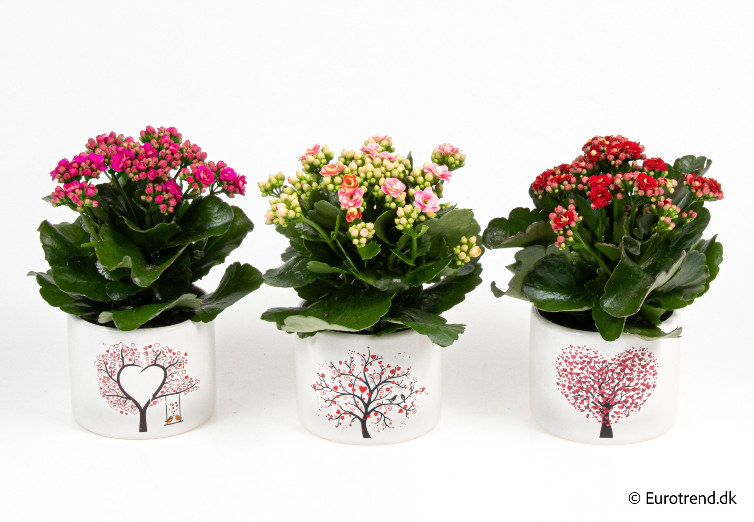 009685-KAL MINTKAS-011 Kalanchoe blossfeldiana mintás kaspóban (korallvirág) - Image 1