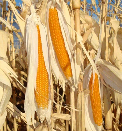 Pattogatni való kukorica