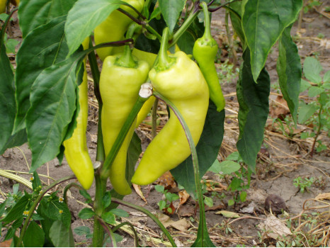 PAL118 Szentesi kosszarvú paprika - Image 1