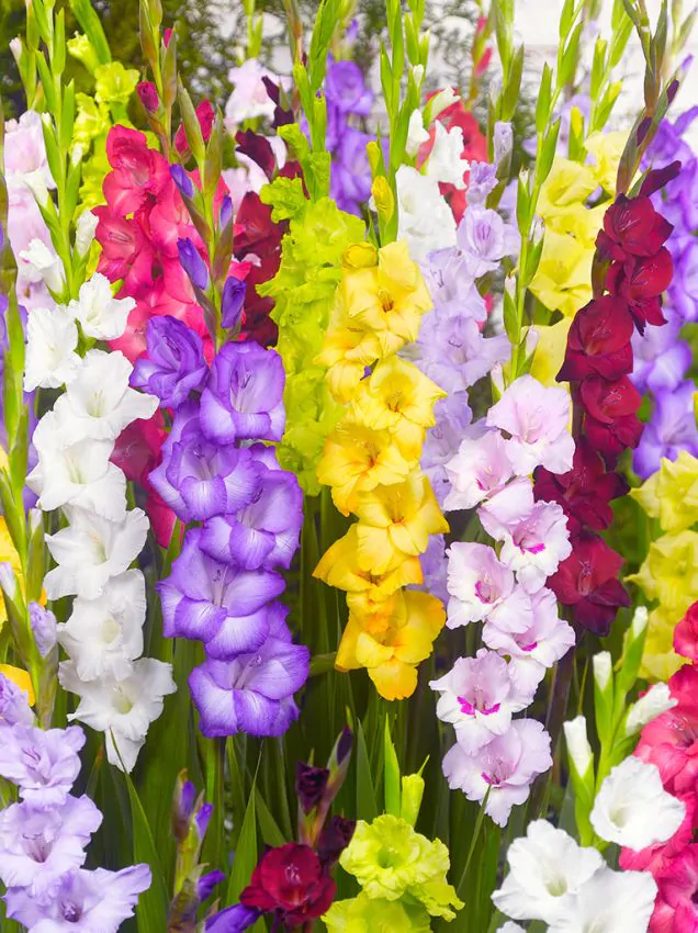 gmixed Mix kardvirág (Gladiolus) - Image 1