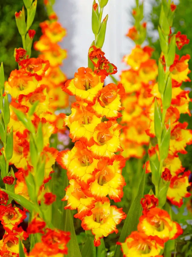 gprincessmargarethrose Princess margareth rose kardvirág (Gladiolus) - Image 1
