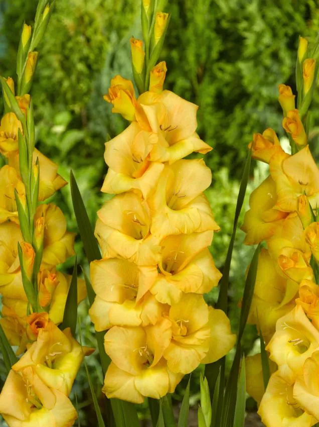 gstronggold Strong gold kardvirág (Gladiolus) - Image 1