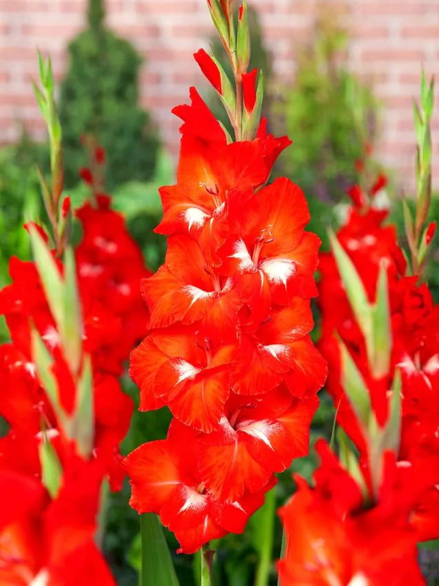 gtraderhorn Traderhorn kardvirág (Gladiolus) - Image 1