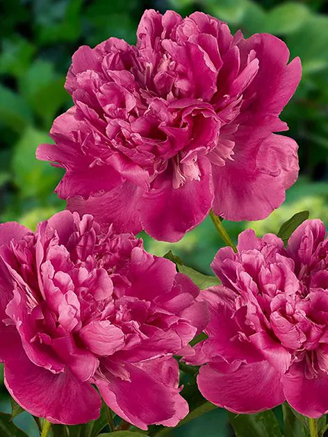 pedulissuperba Edulis superba bazsarózsa (Paeonia) - Image 1
