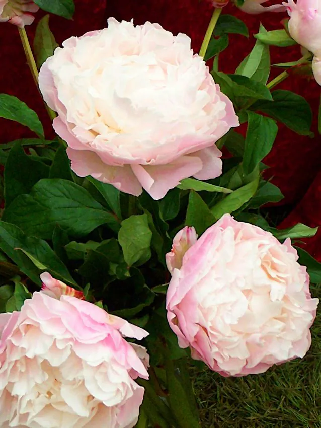 pgardenia Gardenia bazsarózsa (Paeonia) - Image 1