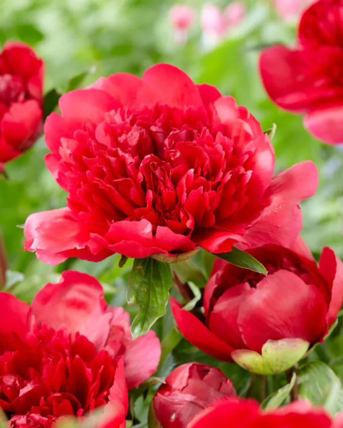 pmanyhappyreturns Many happy returns bazsarózsa (Paeonia) - Image 1