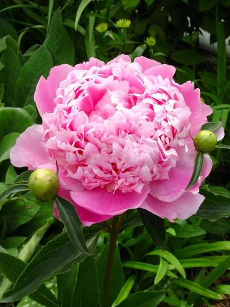 pmonsieurjuleselie Monsieur jules elie bazsarózsa (Paeonia) - Image 1