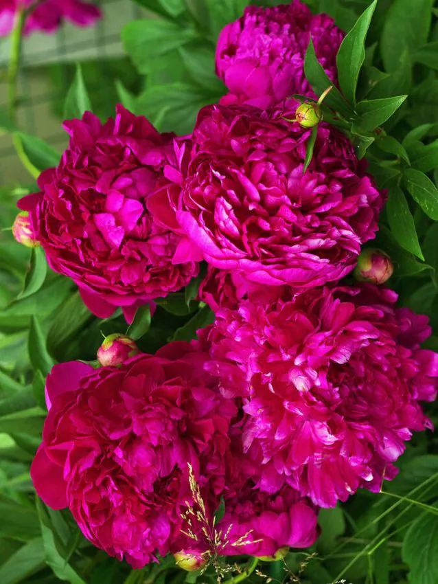 psebastiaanmaas Sebastiaan maas bazsarózsa (Paeonia) - Image 1