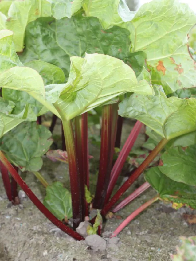 rheumvictoriarhabarbarum Victoria rebarbara (Rheum) - Image 1