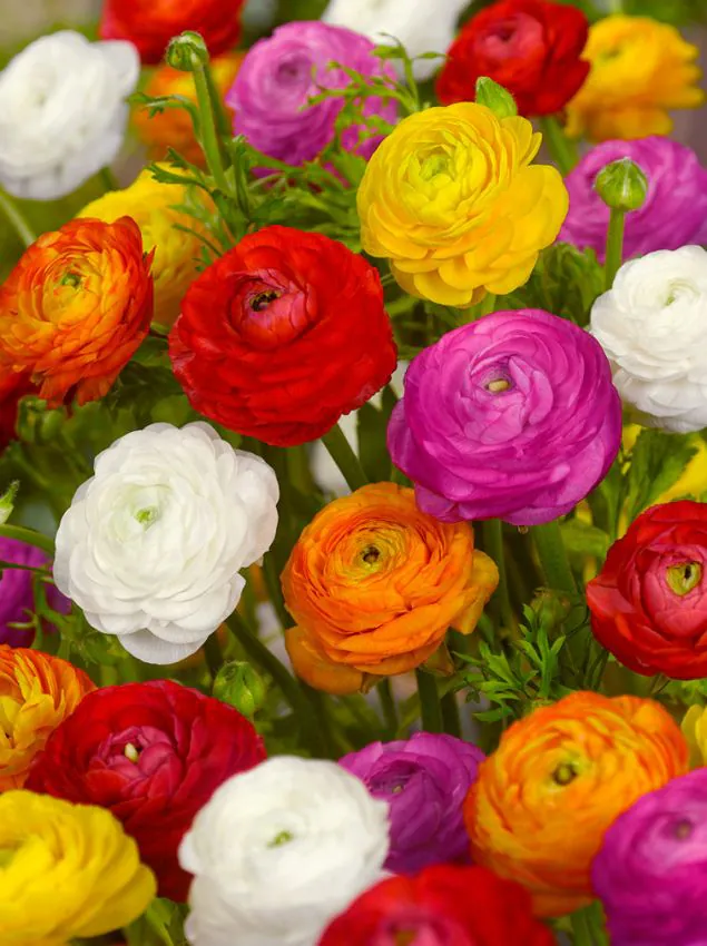 rmix Mix boglárka (Ranunculus) - Image 1