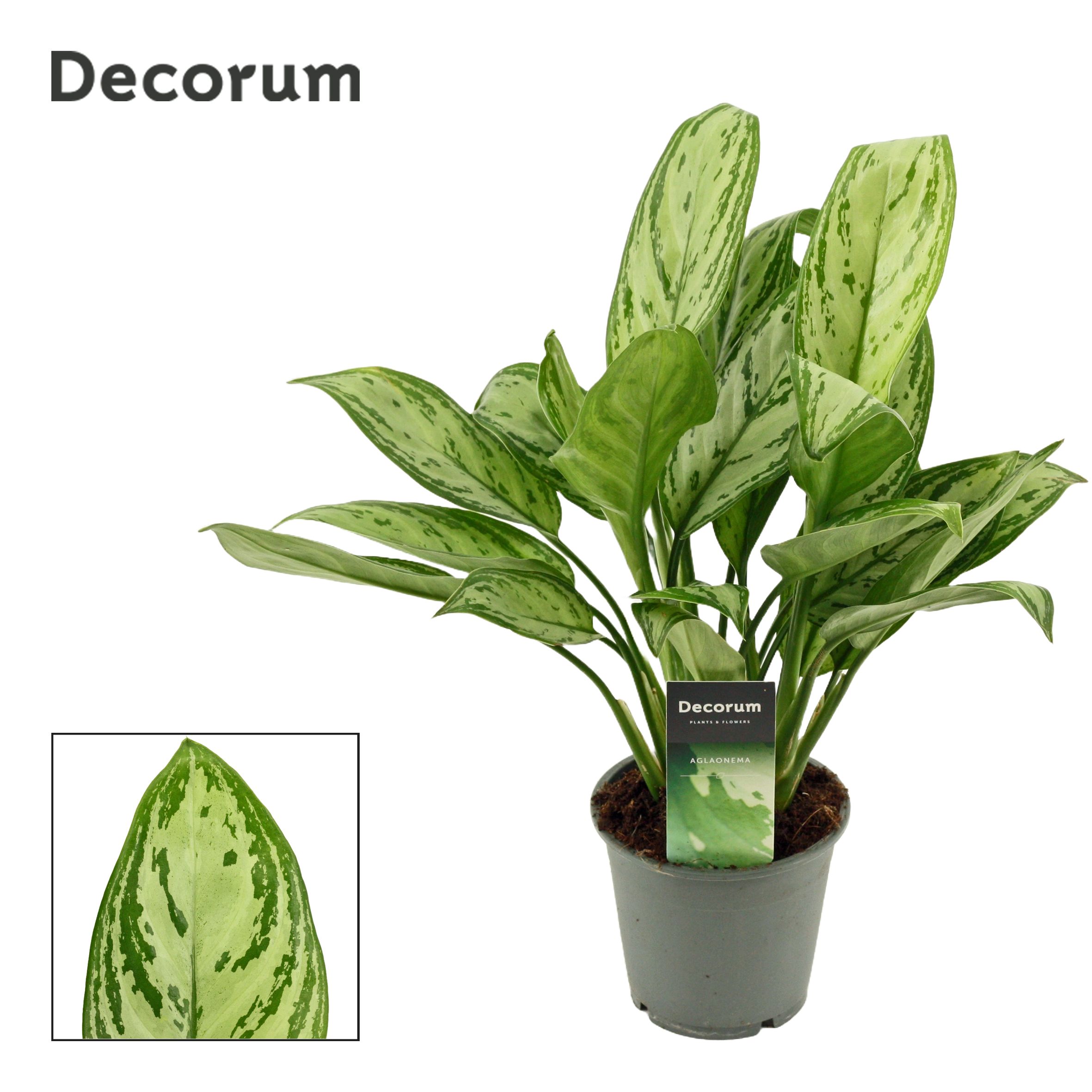 005927-AGLA-012 Aglaonema ‘Christina’ (rákvirág) - Image 1