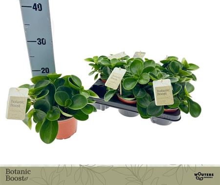 009460-PEP -012 Peperomia obtusifolia ‘Green Gold’ (törpebors) - Image 1