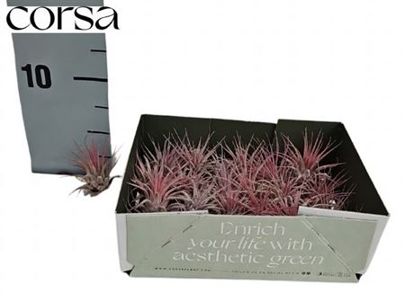 009624-TILL-005 Tillandsia Airplant - Image 1