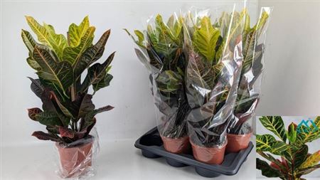 009681-COD -017 Codiaeum variegatum ‘Excellent’ (kroton) - Image 1