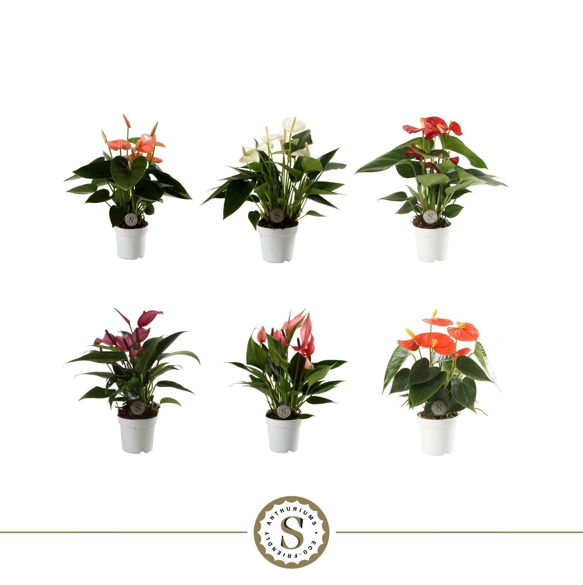 015924-ANTHTOP-007 Anthurium andraeanum Mix mini (flamingóvirág) - Image 1