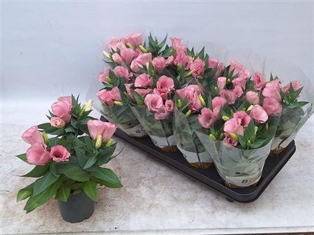 017900-EUST-510 Eustoma grandiflorum ‘Bolero Pink’ (lizianthus) - Image 1