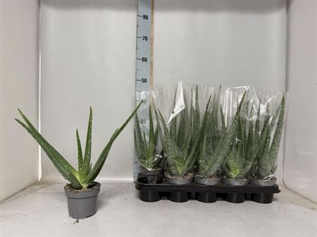 018778-ALOE-012 Aloe vera (orvosi aloé) - Image 1