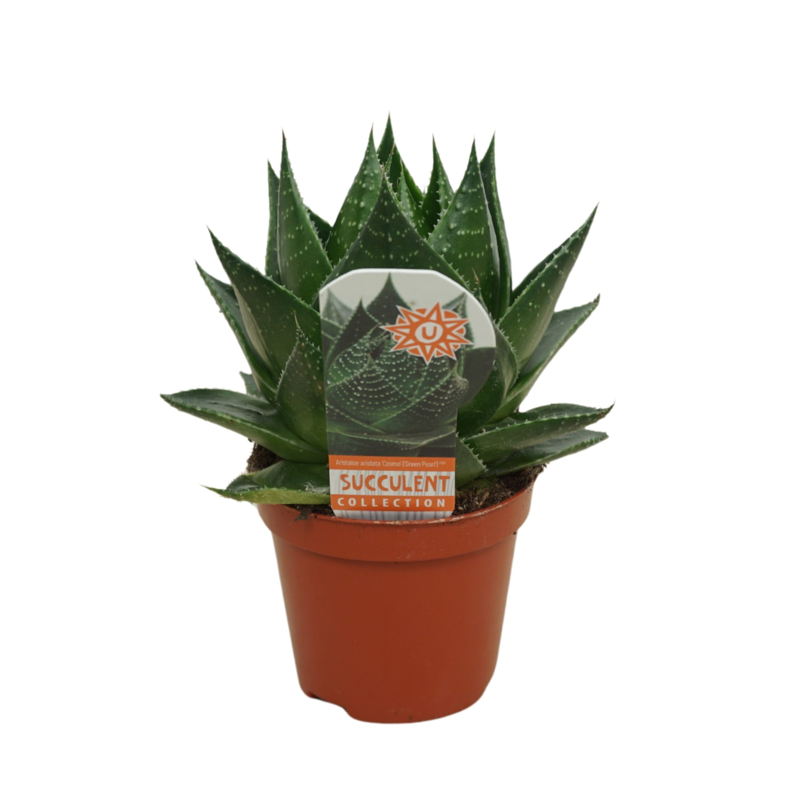 024511-ALOE-009 Aloe ‘Cosmo’ (aloe) - Image 1