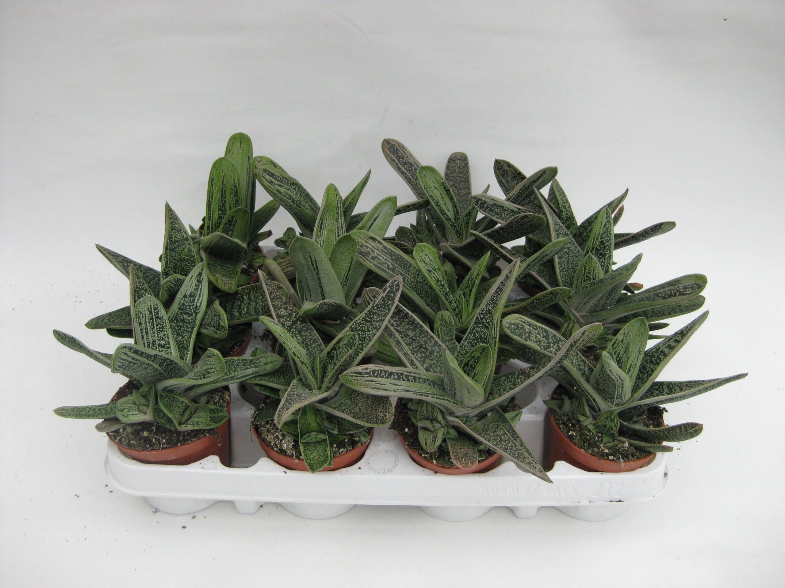 110823-GAST-009 Gasteria ‘Little Warty’ (daráslevél) - Image 1