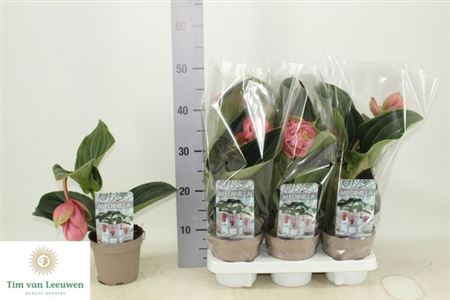 117789-MEDI1-014 Medinilla magnifica ‘Candy’ (pompás medinilla) - Image 1