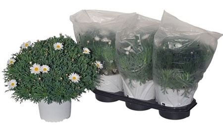 119934-MARG-019 Argyranthemum frutescens (bokros margaréta) - Image 1
