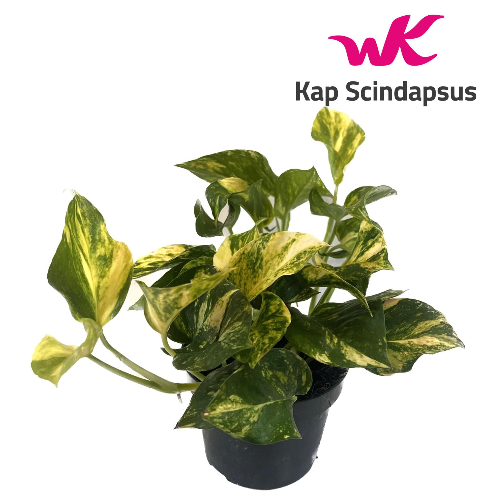 127680-EPIP-012 Epipremnum aureum ‘N’Joy Gold’ (szobai futóka) - Image 1
