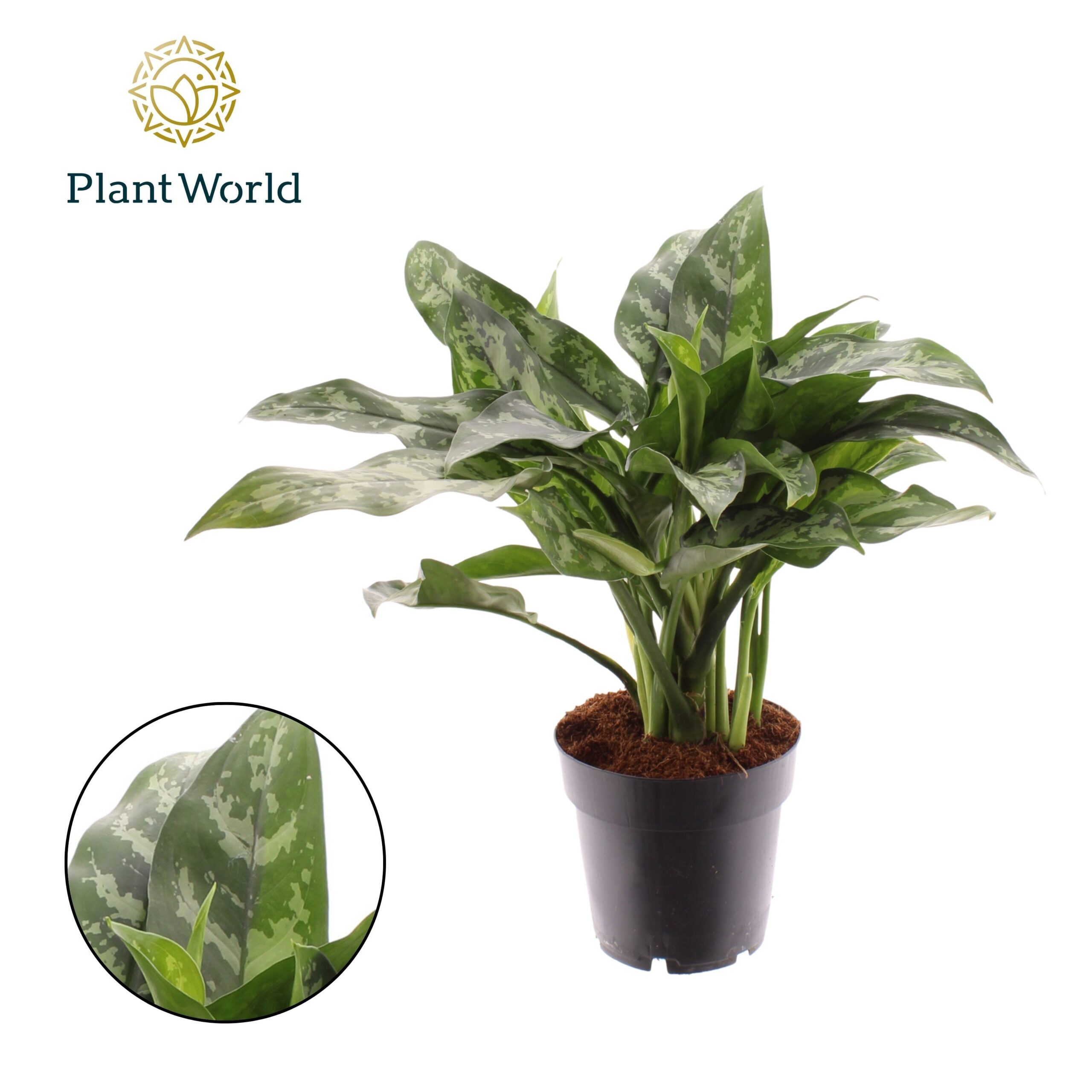 008695-AGLA-014 Aglaonema 'Maria' (rákvirág) - Image 1