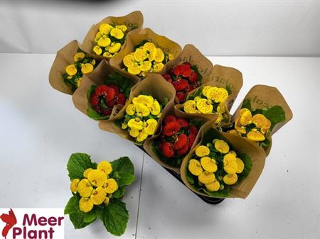 009157-CALC-010 Calceolaria × herbeohybrida (pompás papucsvirág) - Image 1