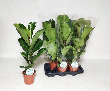 009308-FICU-017 Ficus lyrata (lantlevelű fikusz) - Image 1