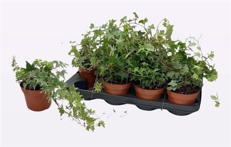 009849-HED -013 Hedera helix Mix (közönséges borostyán) - Image 1