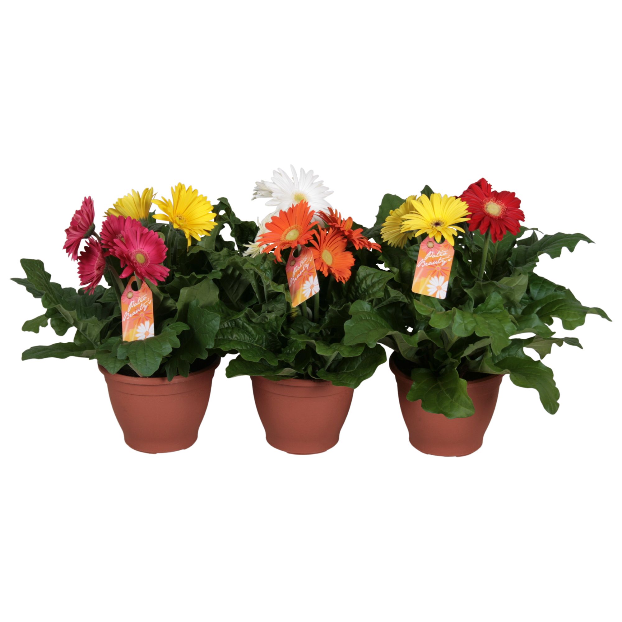 011762-GERBDUO-017 Gerbera jamesonii Mix (gerbera) trio - Image 1