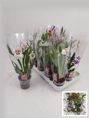 022363-ORCH-009 Orchidaceae Mix (orchidea) - Image 1
