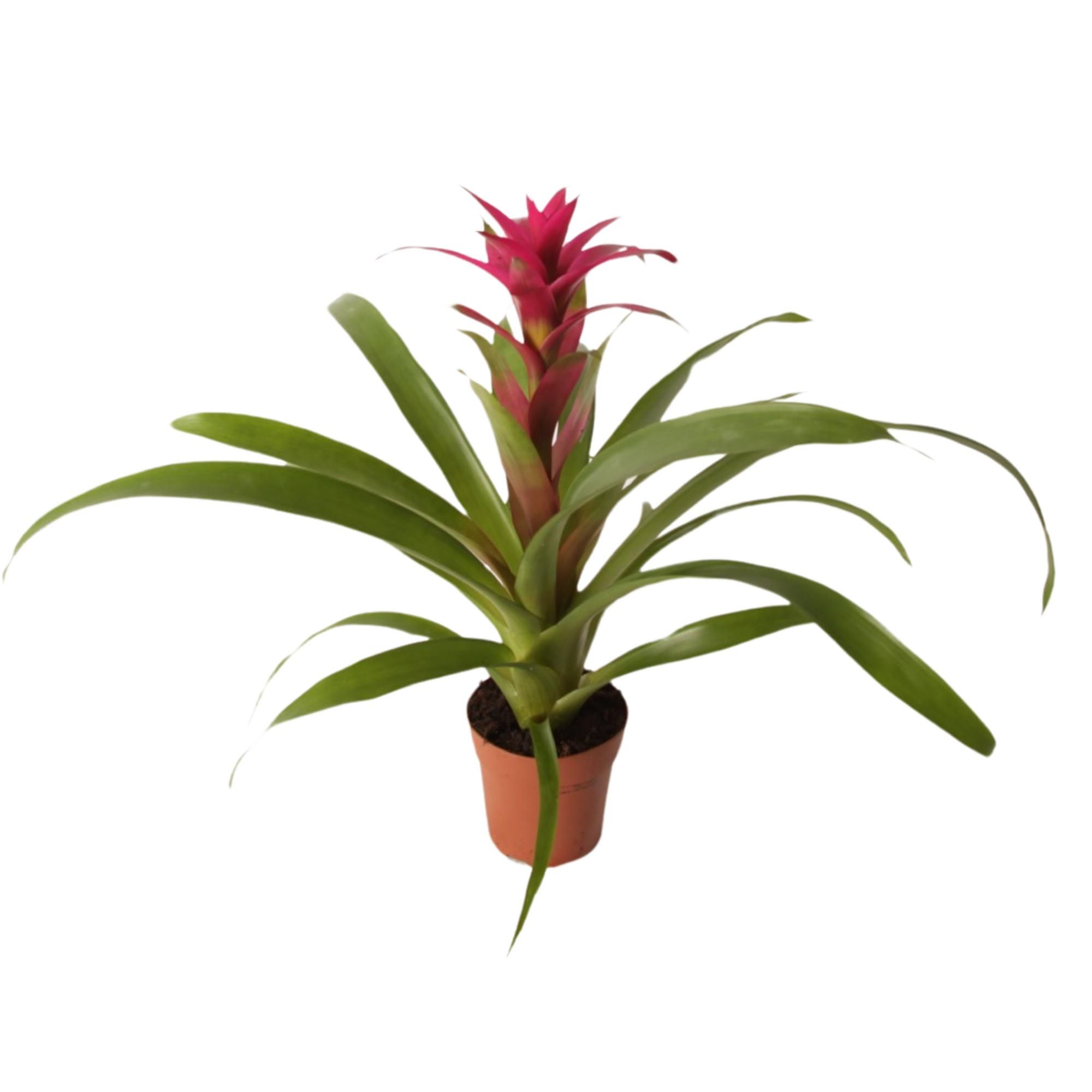 022741-GUZM-012 Guzmania 'Voila' (guzmánia) - Image 1