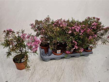 025107-CHAM-012 Chamelaucium uncinatum (viaszág) - Image 1