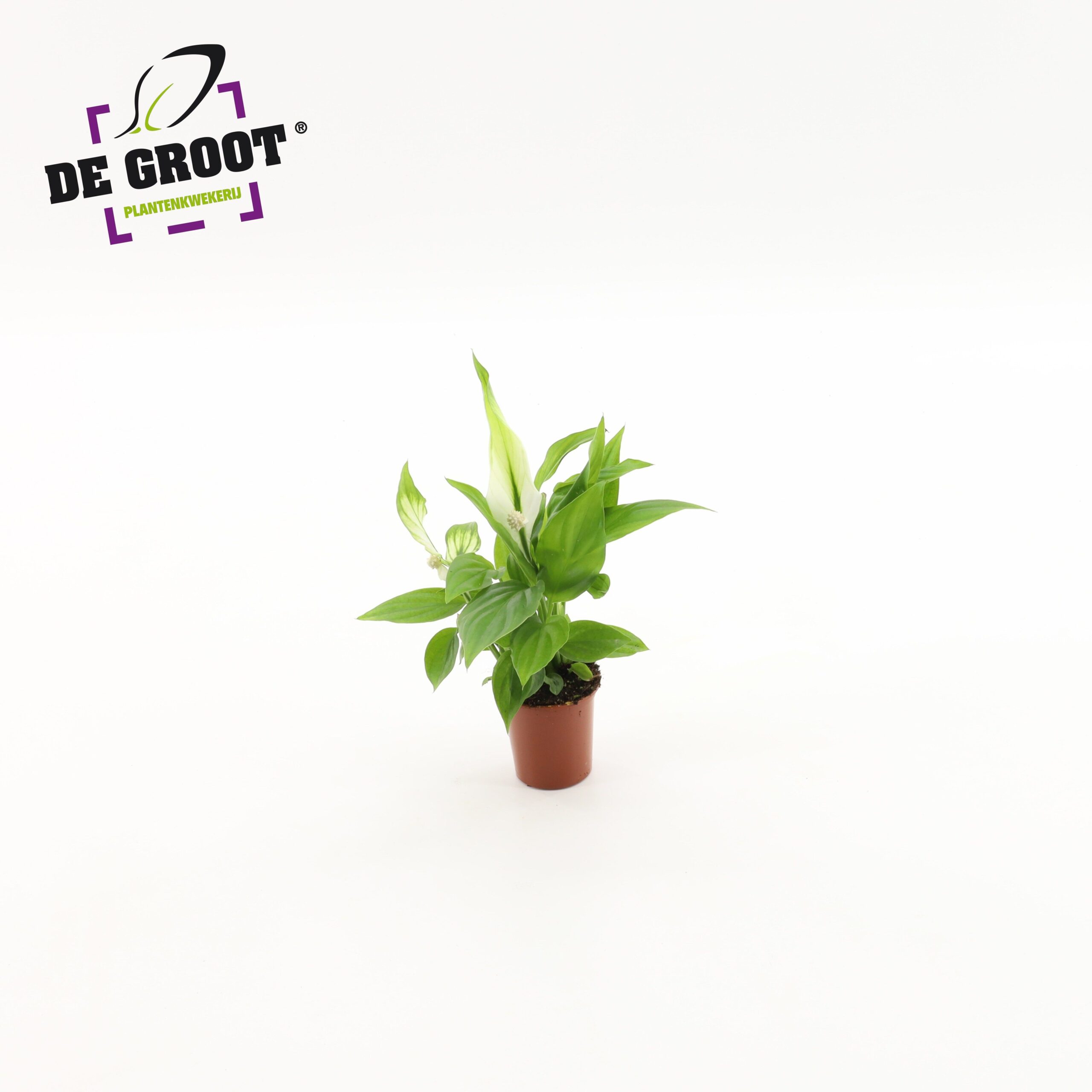 025791-SPAT-006 Spathiphyllum 'Alana' (vitorlavirág) - Image 1