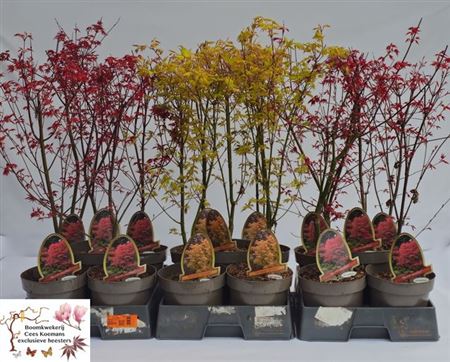 030090-ACER-020 Acer palmatum Mix (japán juhar) - Image 1