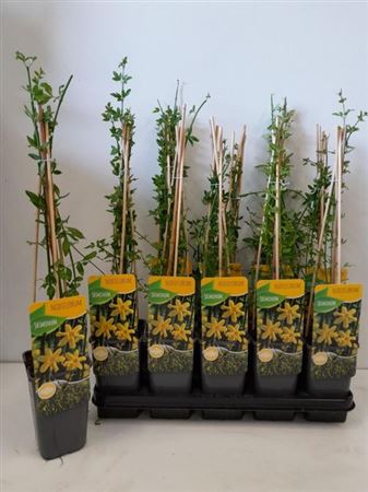 033610-JASM-014 Jasminum nudiflorum (téli jázmin) - Image 1