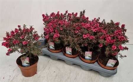 033718-LEPT-012 Leptospermum scoparium (új-zélandi teafa) - Image 1