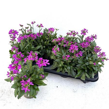 040597-ARAB-012 Arabis blepharophylla (pillás ikravirág) - Image 1