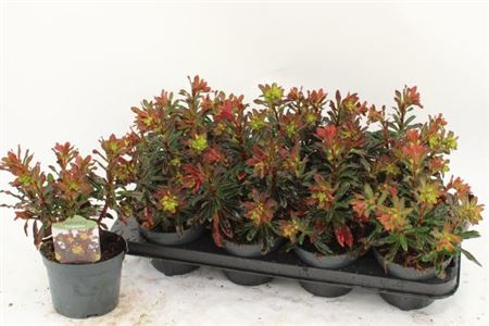 042734-EUPH-013 Euphorbia amygdaloides 'Purpurea' (erdei kutyatej) - Image 1