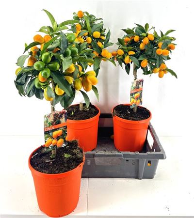097032-CITR-021 Citrus Fortunella 'Kumquat' (törpemandarin/kumkvat) - Image 1