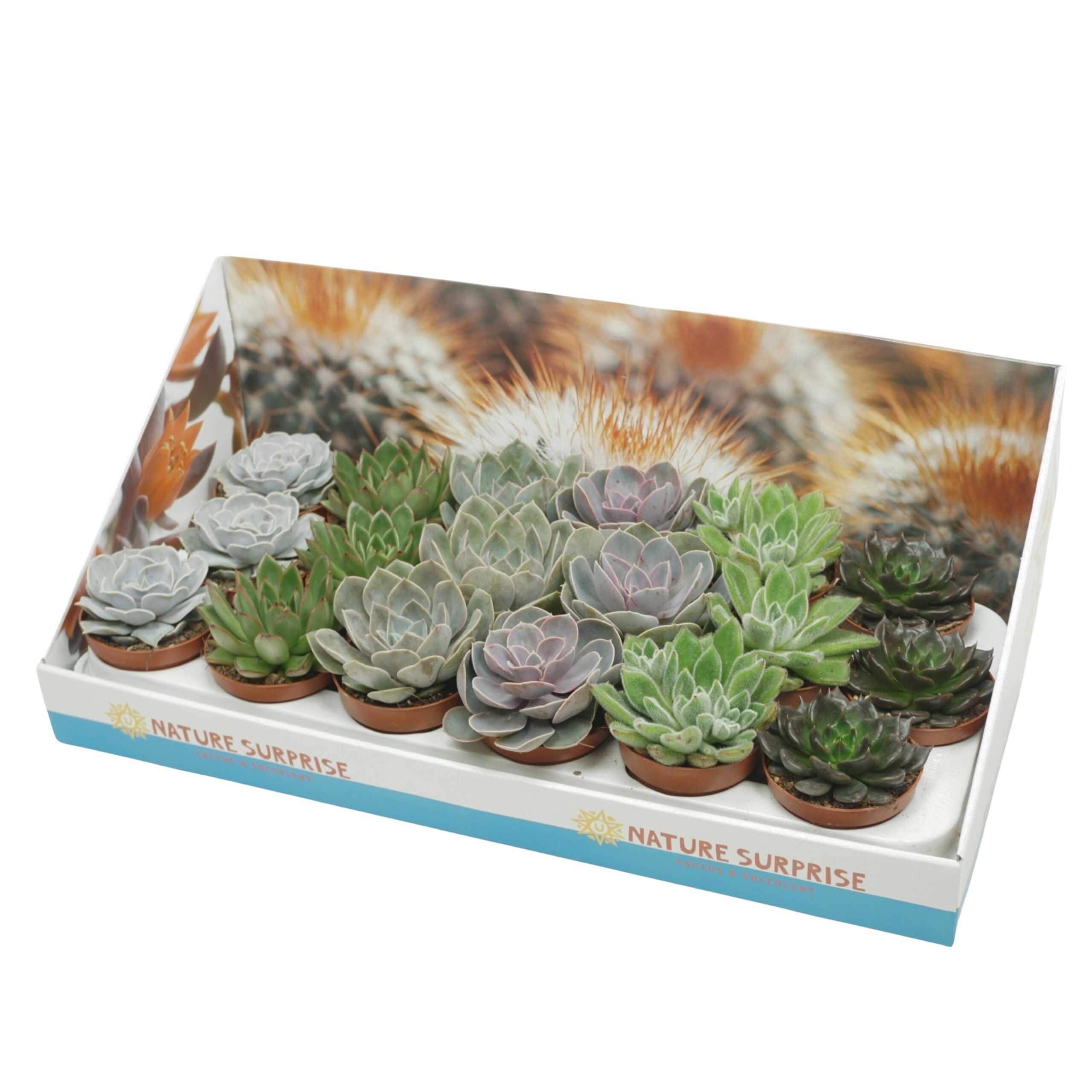 105482-ECHEX18-009 Echeveria Mix (kövirózsa) - Image 1