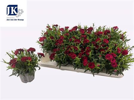 109596-DIAN-510 Dianthus Oscar 'Cherry' (kerti szegfű) - Image 1